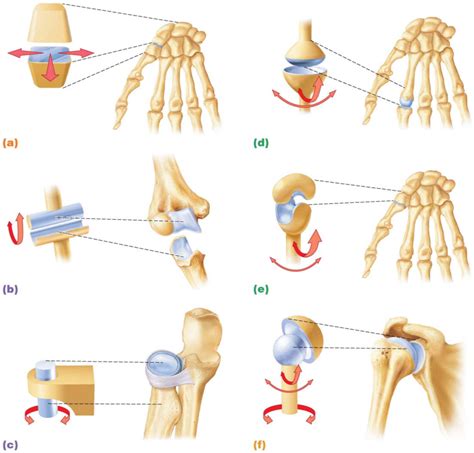 Synovial Joints 26.9.2020 Diagram | Quizlet