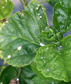 Hidden Valley Hibiscus - Mealybugs