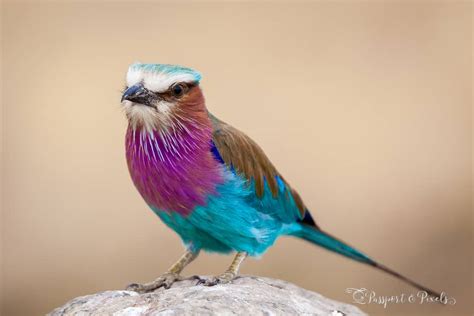 20 Most Beautiful Birds in the World – Passport and Piano