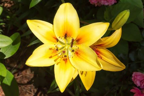 Golden stargazer lily stock photo. Image of yellow, stargazer - 95173798