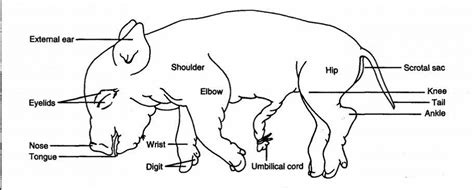 External Anatomy of the Pig Diagram | Quizlet