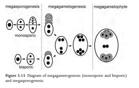 Embryo Sac