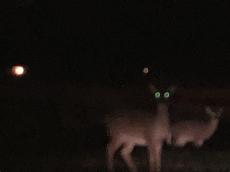 Blursed Creepy ass deer eyes : r/blursedimages