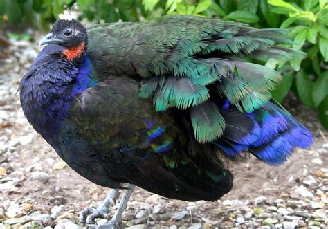 Male Congo Peafowl, Peacock (Afropavo congensis) | Peafowl, Peacock pictures, Animals