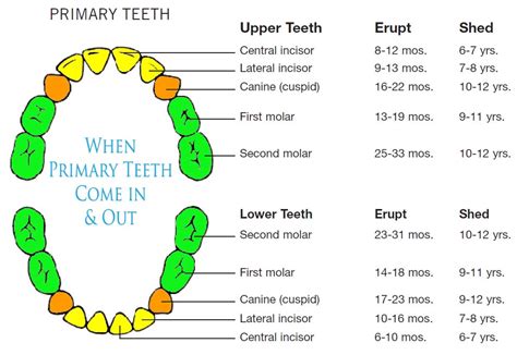 Tooth Schedule - Comfort Dental | Lafayette Indiana