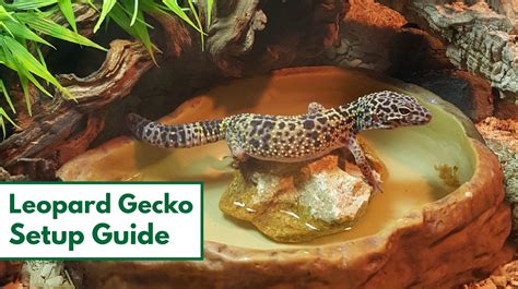 How to Set up a Leopard Gecko Habitat: Step-By-Step Beginner's Guide