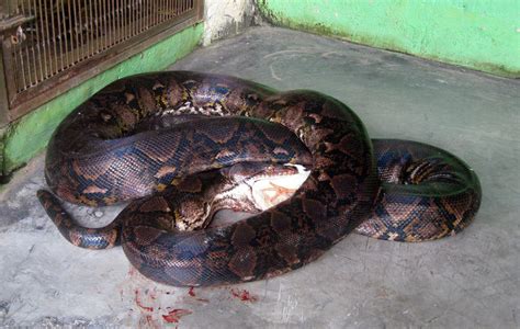 Can A Burmese Python Eat A Human? - ReptileStartUp.com