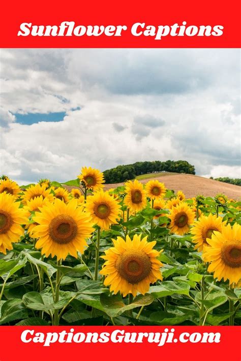 sunflowers in a field with the caption captions guruj com