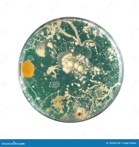 Bacteria Growing in a Petri Dish Stock Photo - Image of culture, medical: 145450128