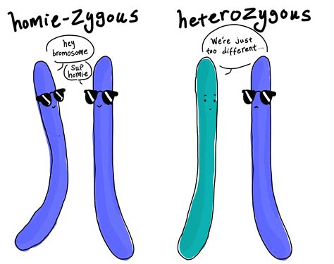 Heterozygous | Definition & Examples