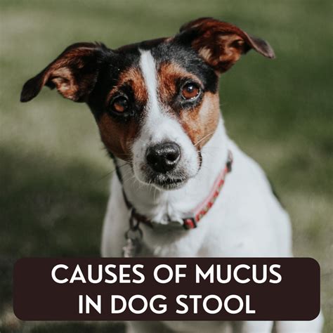 15 Causes of Mucus in a Dog's Stool - PetHelpful