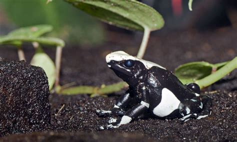 Poison Dart Frog - San Francisco Zoo & Gardens