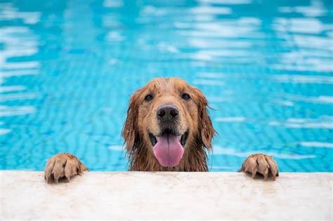 Dog swimming pool: 6 steps to teach your dog to swim safely