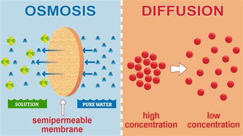 Main Difference Between Osmosis and Diffusion in Biology | YourDictionary