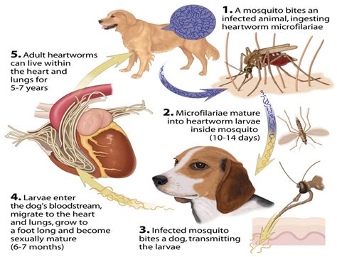 Heartworm Disease | Quepolandia