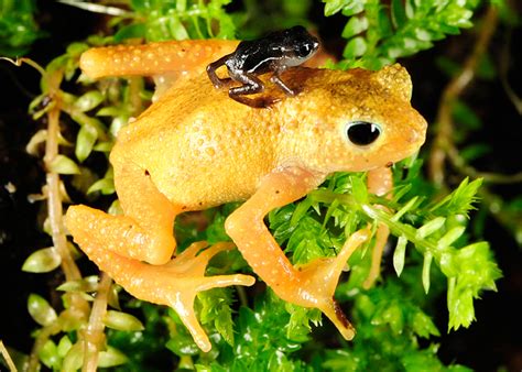 Fabulous Frogs | The World's Most Endangered Frogs | Nature | PBS