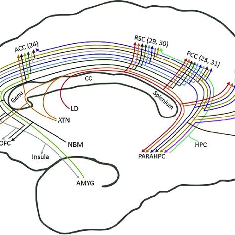 (PDF) The cingulum bundle: Anatomy, function, and dysfunction