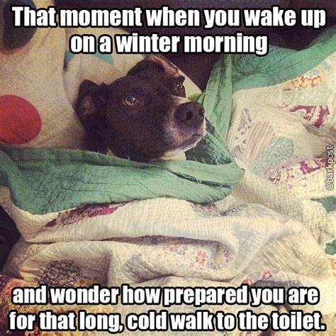 17 Dog Pictures That Perfectly Sum Up Your Hatred Of Winter - BARK Post