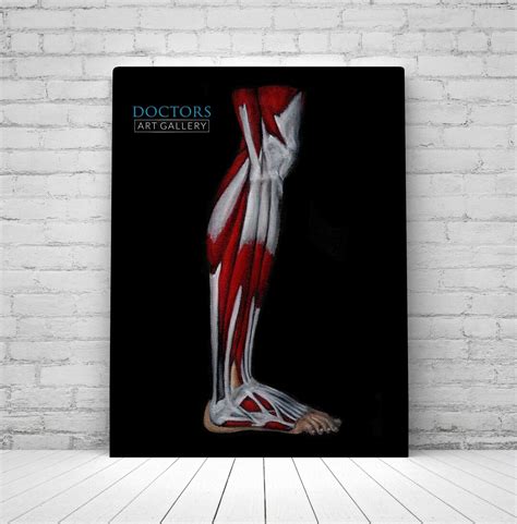 Leg Muscle Human Anatomy Painting Art Print - Etsy