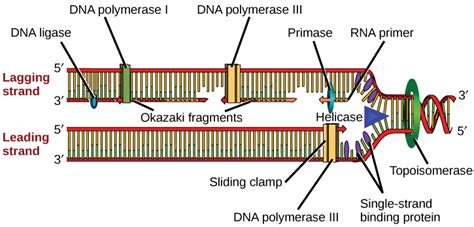 13.1: DNA Replication in Prokaryotes - Biology LibreTexts