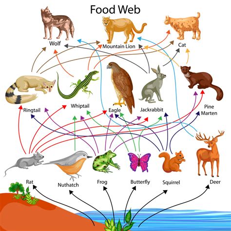 A Diagram That Shows How Different Food Chains Connect Food