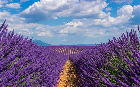 Lavender Field Desktop Wallpaper