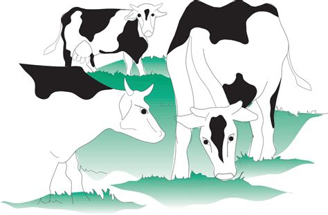 Cow Milk Production Process