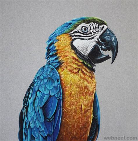 25 Stunning Hyper Realistic Drawings and Video Tutorials by Marcello Barenghi | Realistic animal ...