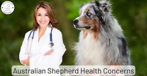 Australian Shepherd Health Concerns