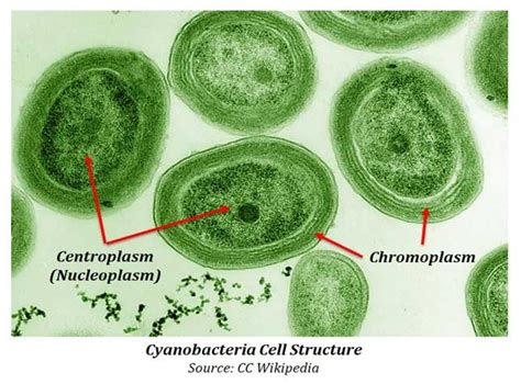 cyanobacteria-cell-structure | EasyBiologyClass