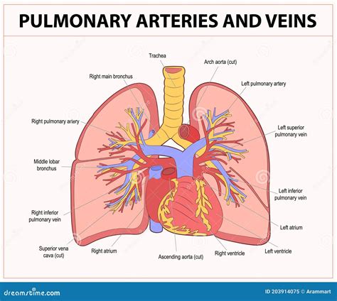 Pulmonary Artery Lung