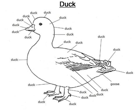 In case you need to brush up on your duck anatomy : r/duck