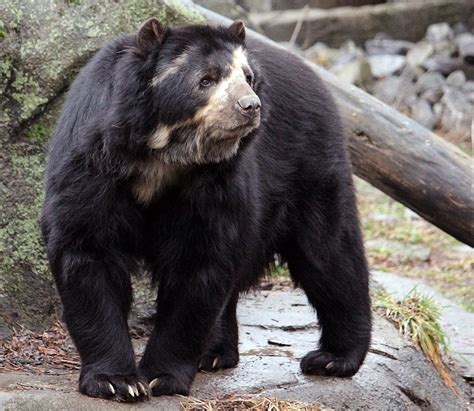 Spectacled Bear Facts, Habitat, Diet, Life Cycle, Baby, Pictures