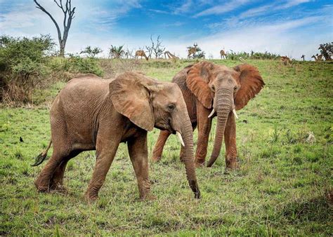 African Bush Elephant Habitat