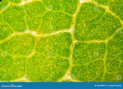 Leaf Under The Microscope Stock Photo - Image: 43238815