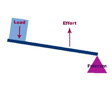 Examples Of Third Class Levers