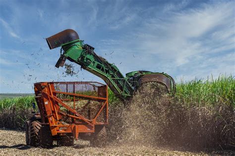 Machine Harvesting Sugar Cane Plantation Editorial Photo - Image of healthy, cane: 186583111