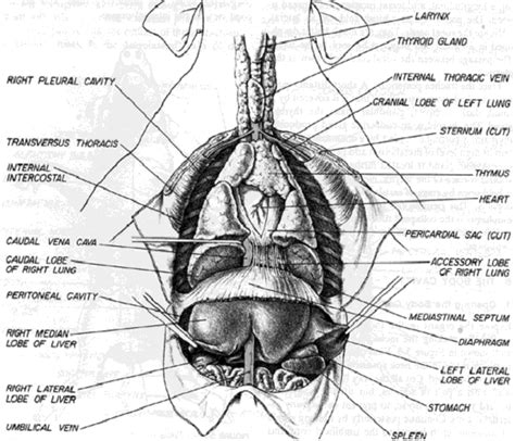 Fetal Pig Dissection - Droge Land