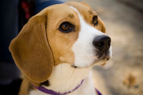 The Beagle Personality: What to Watch Out for and What You'll Love