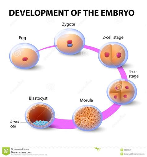 How do cells Multiply – Angie's Blog