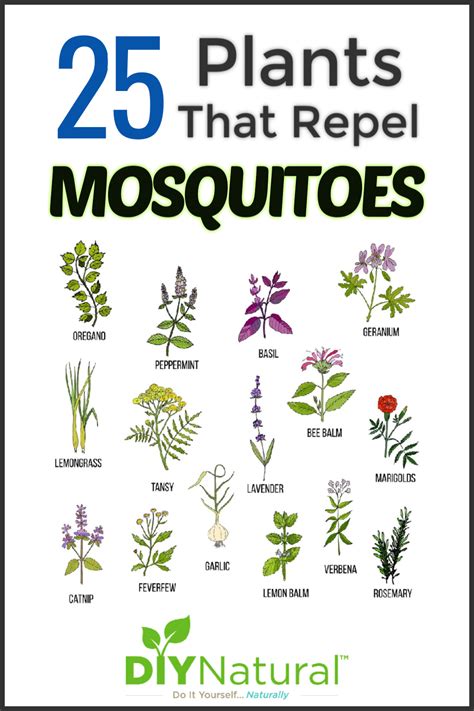 Mosquito Repellent Plants: 25 Plants That Repel Mosquitoes Naturally!