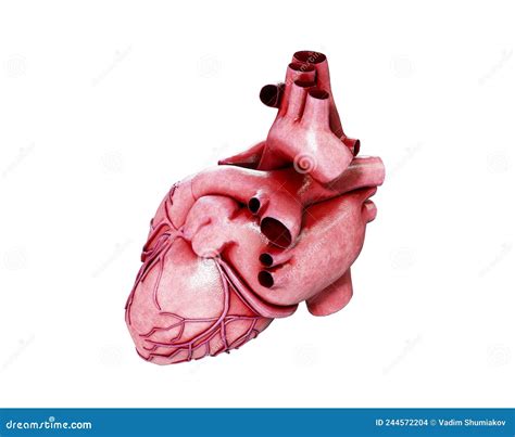 3d Realistic Anatomy of Human Heart Isolated on White, 3d Render Stock Illustration ...