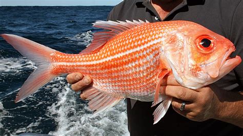 Red Snapper Fish Taste - Red Snapper Fish, Red Snapper Fish Wholesale, Red Snapper Nutrition ...