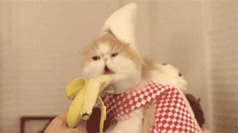 Cat Eating A Banana GIFs - Find & Share on GIPHY