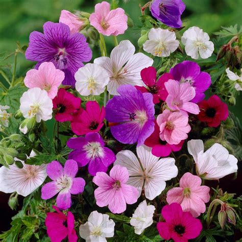 Hardy Geranium Bulbs for Sale – Easy To Grow Bulbs