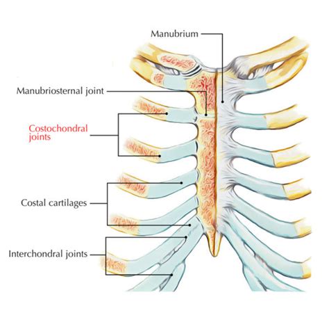 Costochondral and Chondrosternal Joints – Earth's Lab