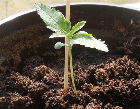 How to Grow Autoflowering Pot Plants - Stoner Things