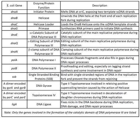 Chapter 9: DNA Replication - Chemistry