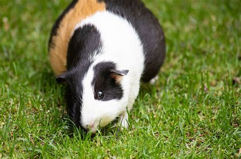 Guinea Pig Pregnancy Behaviors - Guinea Pig Center