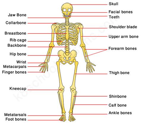 All Bones In Human Body - Bone Anatomy Ask A Biologist